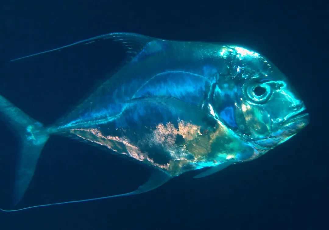Alectis ciliaris: The Graceful Threadfin Trevally of Tropical Seas