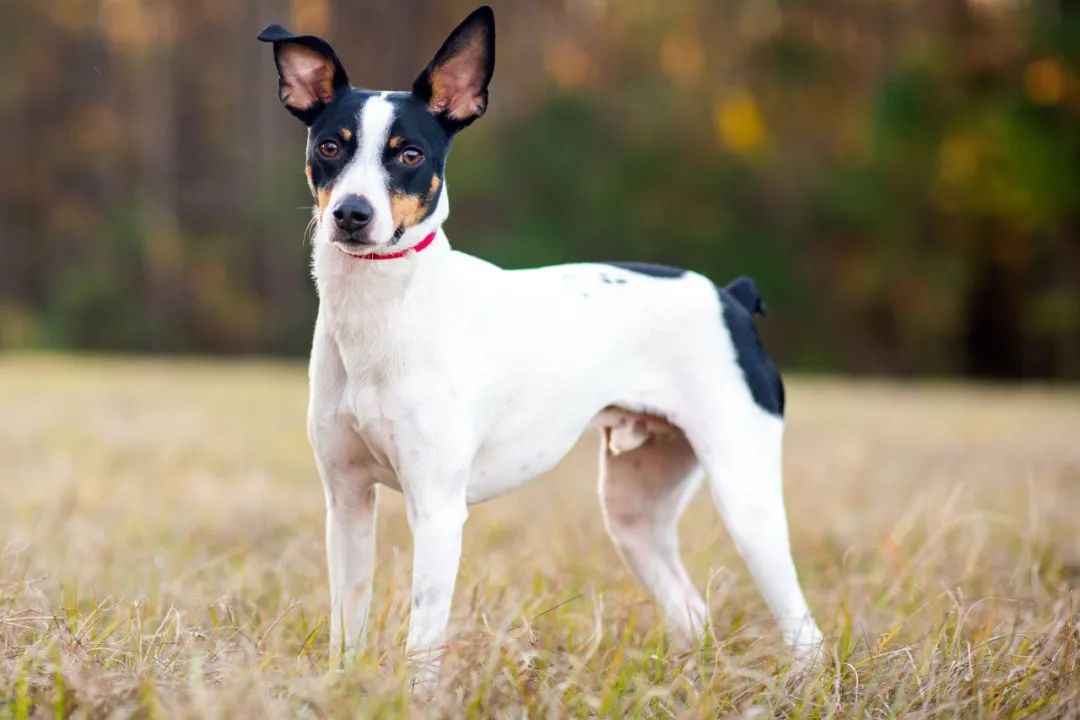 The Versatile Companion with a Rich Heritage Subtitle: From Farm Pest Control to Beloved Family Pet