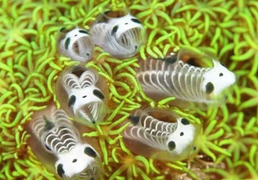 The Skeleton Panda Sea Squirt: A Quirky Marine Marvel