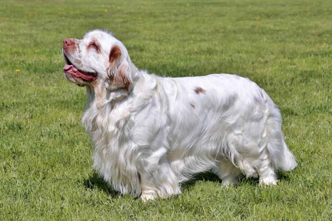 Clumber Spaniel: A Royal Heritage of Grace and Resilience